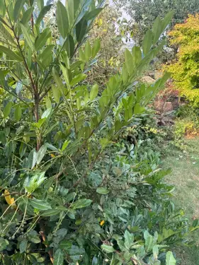 Click Here To Enlarge This Photo Of Oak Sleeper Retaining Walls & Raised Beds in Hazelwood&comma; Derbyshire